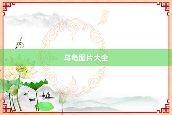 乌龟图片大全