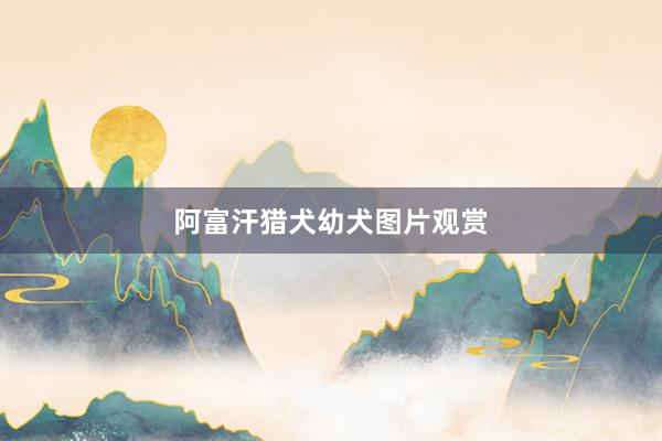 阿富汗猎犬幼犬图片观赏
